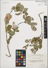 Foto von Salix iliensis Regel
